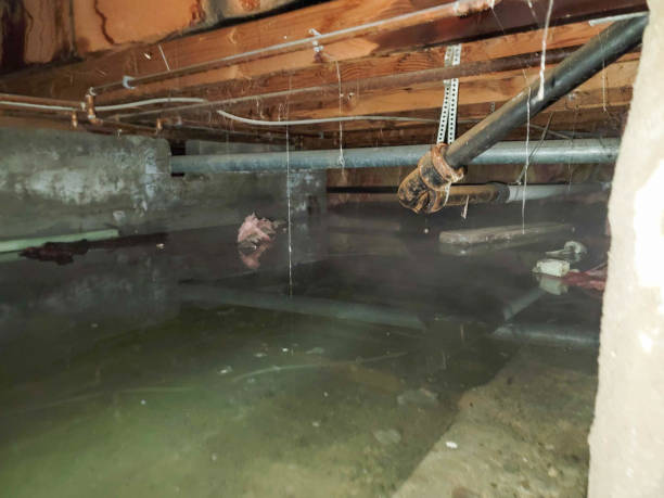 Best Sewage cleanup and water damage restoration  in Montana City, MT